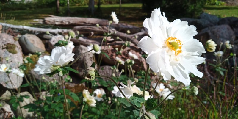 Anemone x hybrida 'Whirlwind' Ве́треница гибридная